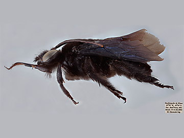 [Megascirtetica mephistophelica male (lateral/side view) thumbnail]